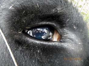 Image of eye of dead bovine